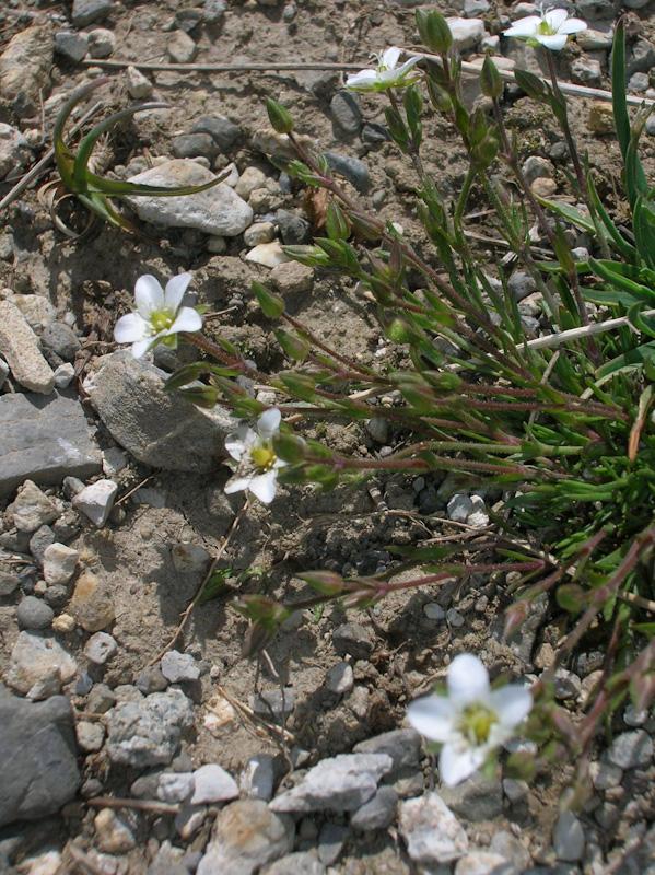 Minuartia verna